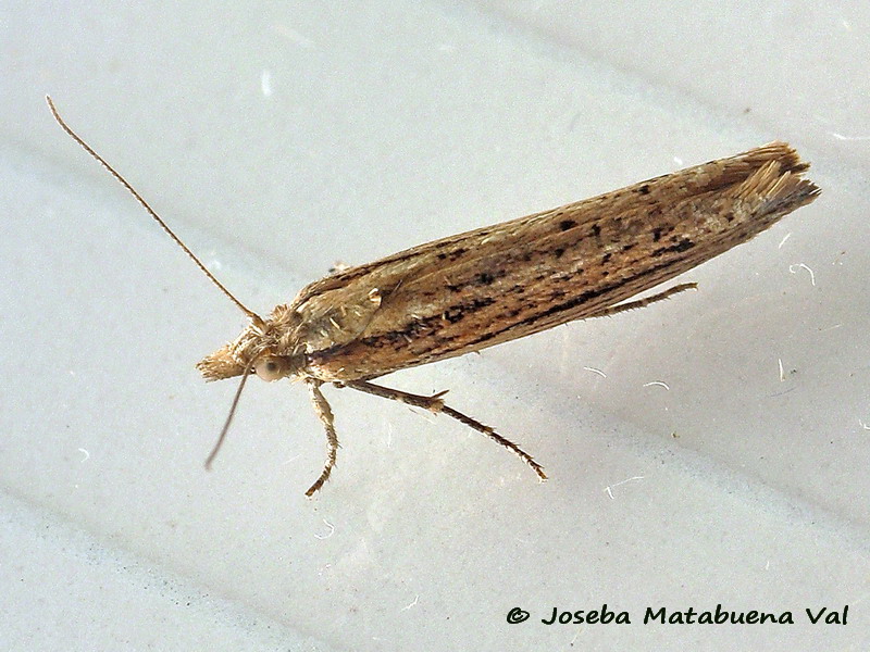 Micro da id - Ypsolopha ustella, Ypsolophidae